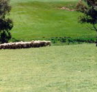 Gooromon Park Cottages - Gold Coast 4U
