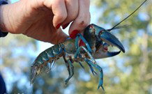 Valley View Cottage Hunter Valley - Accommodation Gold Coast 3