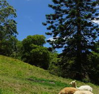 Wattle Gully Retreat - Accommodation Gold Coast