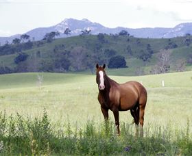 Marchioness Farmstay - Accommodation Gold Coast 1
