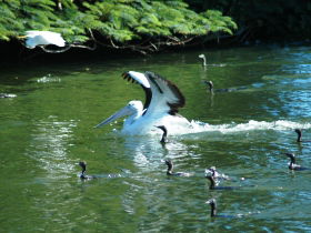 Alexander Lakeside Bed And Breakfast - Accommodation Gold Coast 1