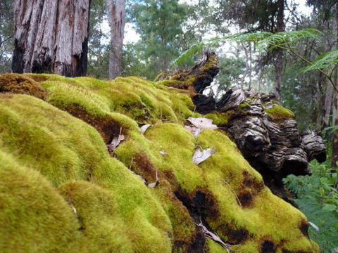 Wolfe Creek Crater Camp At Wolfe Creek Crater National Park - Gold Coast 4U 14