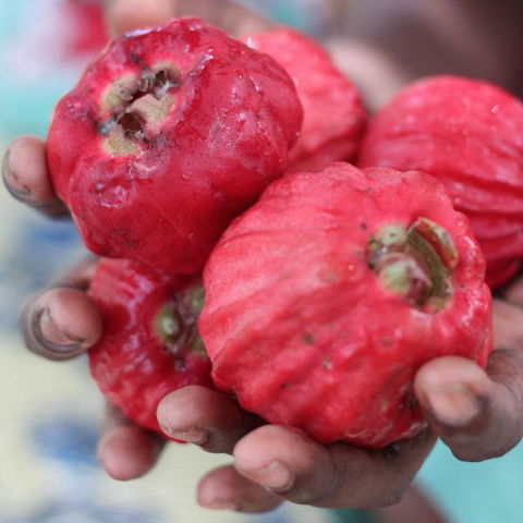 Rakhi Retreat - Accommodation Gold Coast 5