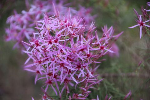 Rakhi Retreat - Accommodation Gold Coast 6