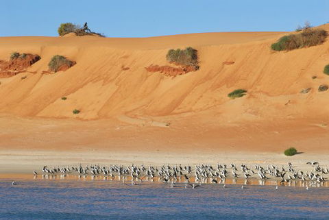 Wolfe Creek Crater Camp At Wolfe Creek Crater National Park - Gold Coast 4U 9