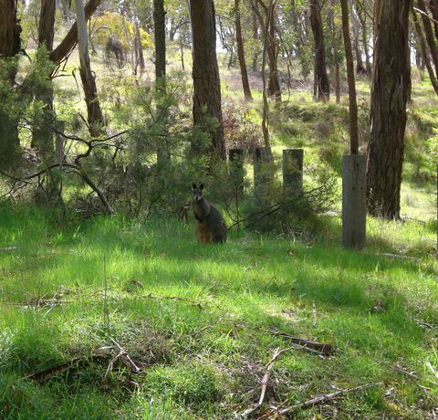 Mount Cole Cottages - 1 Gold Coast 7
