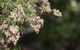 Kroombit Tops National Park Camping Ground - thumb 2