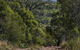 Kroombit Tops National Park Camping Ground - thumb 3