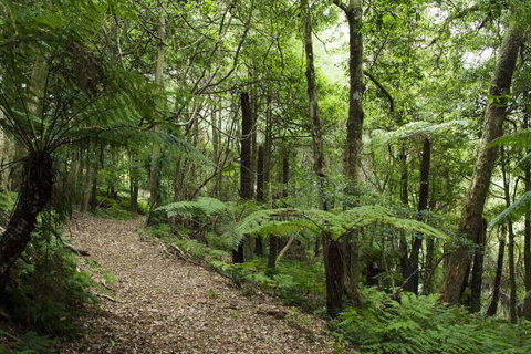 The Jungle Lodge, Blue Mountains Botanic Gardens - Accommodation Gold Coast 7