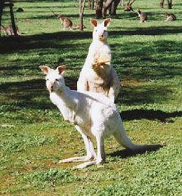 Bordertown Motel - Accommodation Gold Coast 1