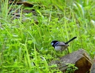 Morialta Bed And Breakfast - Gold Coast 4U 0