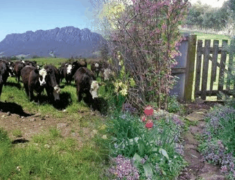 Carinya Farm Holiday Retreat - Accommodation Gold Coast 3