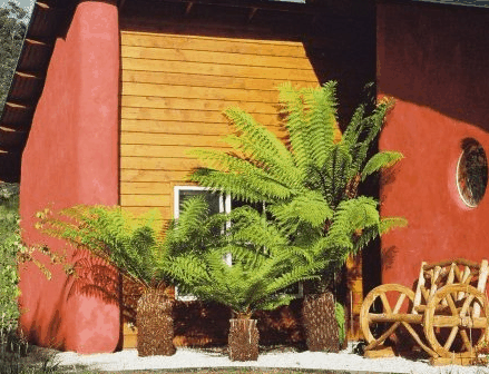 Whispering Spirit Cottage  Miniature Pony Stud - Accommodation Gold Coast