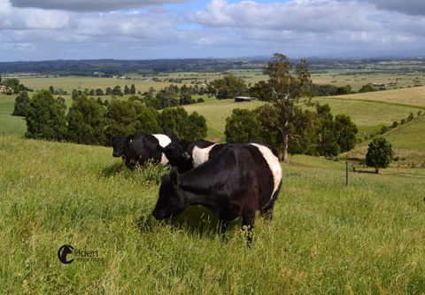Clifden Cottage - Accommodation Gold Coast 6