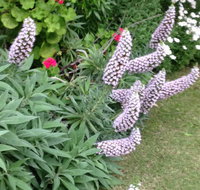 Padthaway Caravan Park - Accommodation Gold Coast