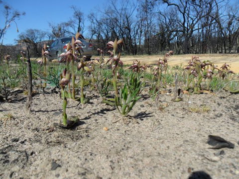 Mount Zero Log Cabins - Accommodation Gold Coast 2