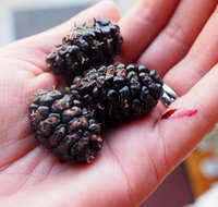 Baileys Lane - Accommodation Gold Coast