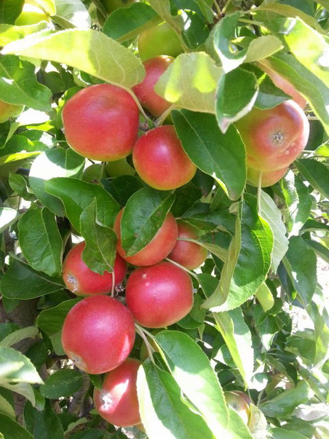 Ballachulish Farm Stay - Accommodation Gold Coast 5