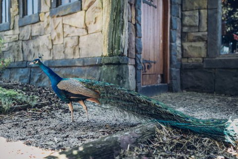 Castle Suites - Kryal Castle - 1 Gold Coast 5