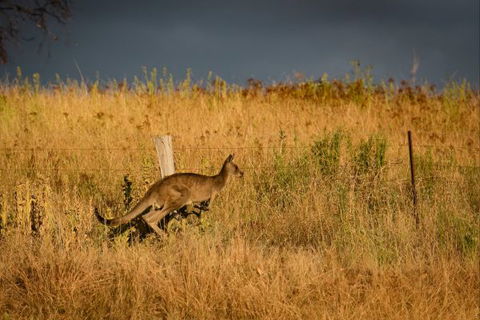 Mt Bellevue Lodge - King Valley - Accommodation Gold Coast 5