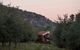 Shacky In The Olive Grove - thumb 0