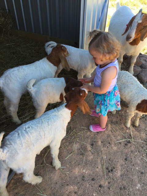 Yalooka Farm - Accommodation Gold Coast 7