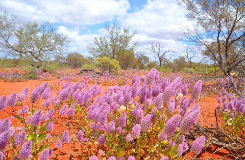 Murchison Oasis Roadhouse, Motel, Caravan Park - 1 Gold Coast 1