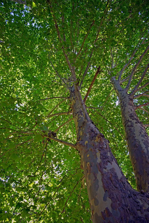 Ardern's Caravan Park Myrtleford - Accommodation Gold Coast 2