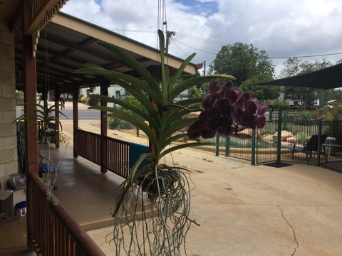 Curtain Fig Motel Yungaburra - Accommodation Gold Coast 2