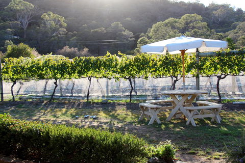 Every Man And His Dog Vineyard - Accommodation Gold Coast 1