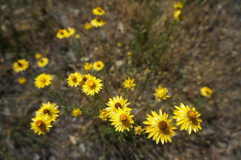 Highfield Farm And Woodland Bush Campsites - Accommodation Gold Coast 3