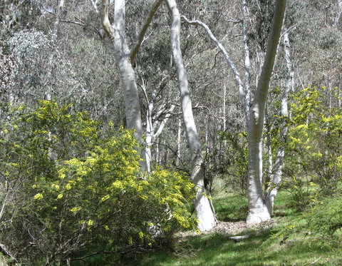 Highfield Farm And Woodland Bush Campsites - Accommodation Gold Coast 4