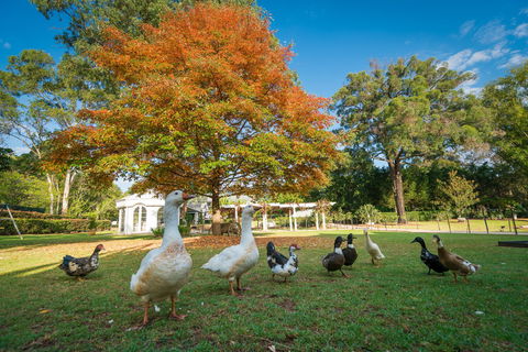 Kalinya Estate - Accommodation Gold Coast 8