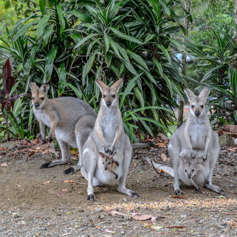 Maleny Country Cottages - Accommodation Gold Coast 9