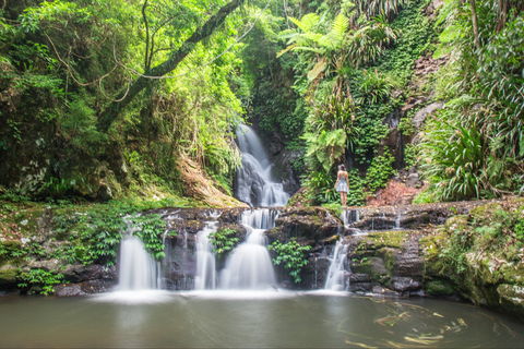 O'Reilly's Rainforest Retreat - Accommodation Gold Coast 0