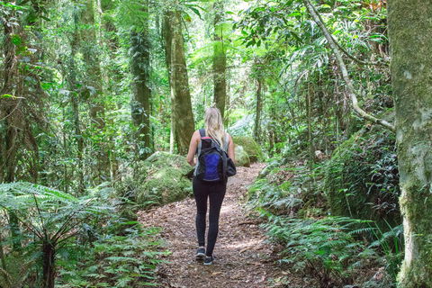 O'Reilly's Rainforest Retreat - Accommodation Gold Coast 5