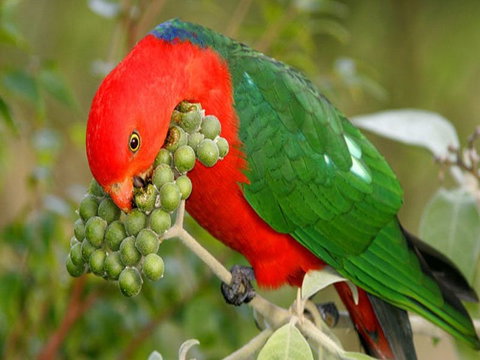 Peacock Creek Campground - Accommodation Gold Coast 0