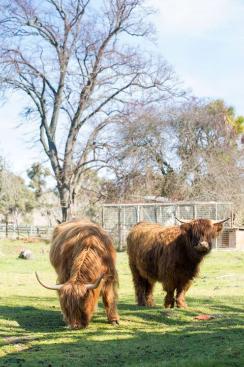 Ratho Farm - Accommodation Gold Coast 8
