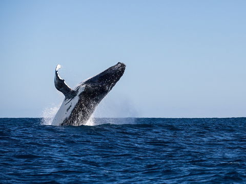 Sal Salis Ningaloo Reef - Accommodation Gold Coast 2