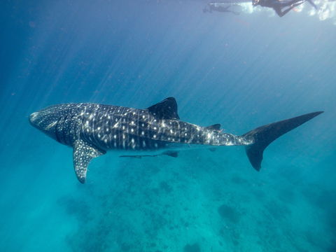 Sal Salis Ningaloo Reef - Accommodation Gold Coast 6