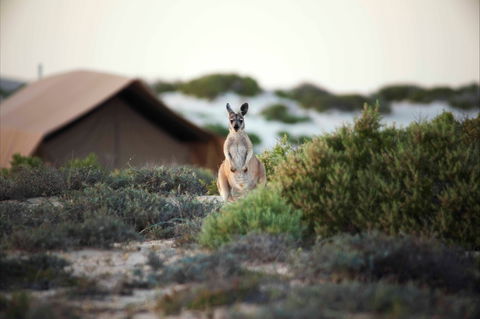 Sal Salis Ningaloo Reef - Accommodation Gold Coast 10