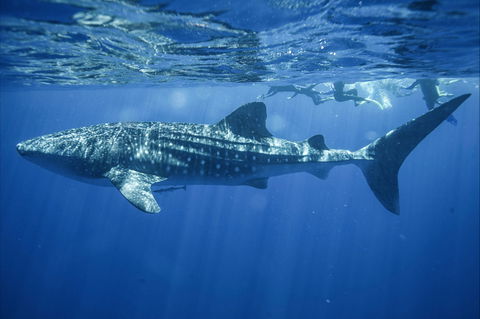 Sal Salis Ningaloo Reef - Accommodation Gold Coast 11