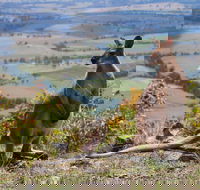 Eaglereach Wilderness Resort