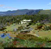 Golden Wattle - Kiaroo - Gold Coast 4U