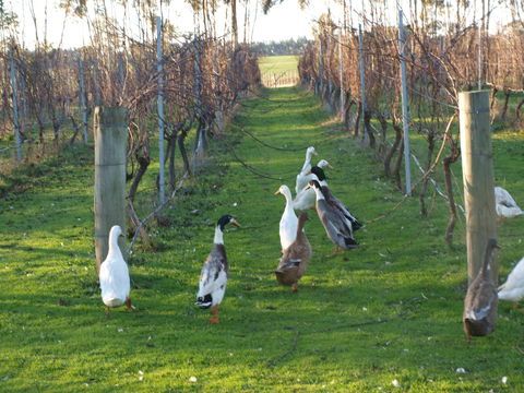 Pierrepoint Wines Bed & Breakfast - Accommodation Gold Coast 2
