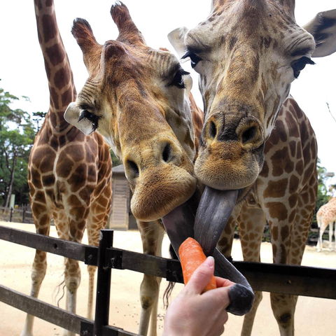 Roar And Snore Taronga Zoo - Accommodation Gold Coast 2