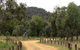 Ben Halls Campground - thumb 2