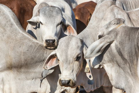 Bullo River Station - Accommodation Gold Coast 1