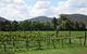 Jessica's Guest House And Vineyard - thumb 1