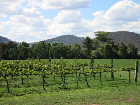 Jessica's Guest House And Vineyard - Accommodation Gold Coast 1